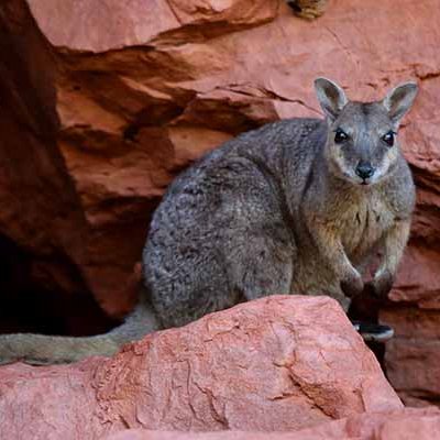 The short-eared rock wallaby (Petrogale brachyotis) of northern Australia has nearly 20 per cent of its habitat within Indigenous peoples’ lands (Credit: Micha Jackson).